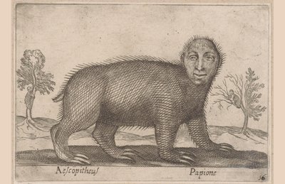 Bradipo (Dieren en fabelwezens) da Antonio Tempesta