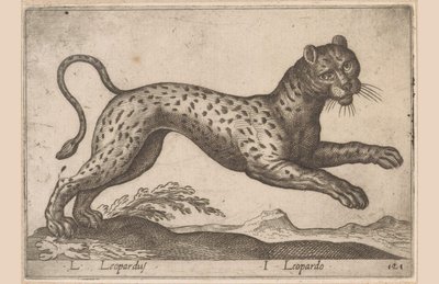 Leopardo da Antonio Tempesta