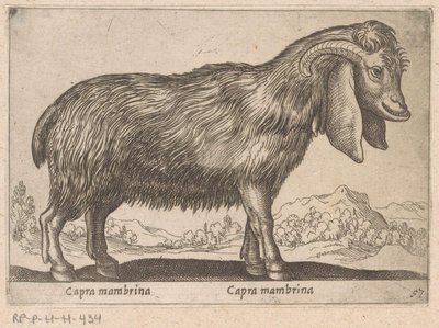 Capra mambrina da Antonio Tempesta
