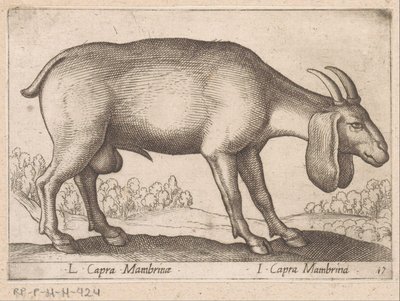 Capra Mambrina (L Capra Mambrinae / I Capra Mambrina) (Animali e creature mitologiche) (Nova raccolta degli animali più curiosi del mondo) da Antonio Tempesta