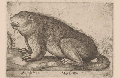 Marmotta da Antonio Tempesta