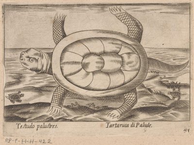 Tartaruga di palude da Antonio Tempesta