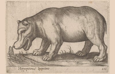 Ippopotamo da Antonio Tempesta