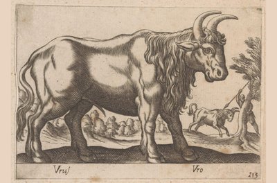 Toro da Antonio Tempesta