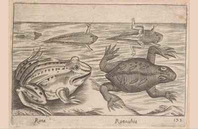 Cinque stadi di una rana da Antonio Tempesta
