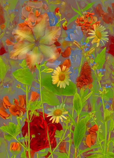  da Antonius Antonius