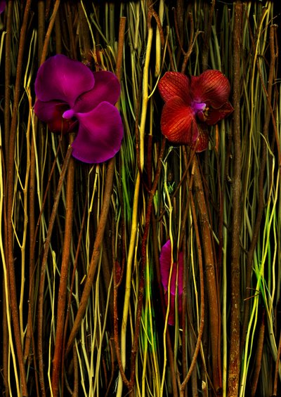  da Antonius Antonius