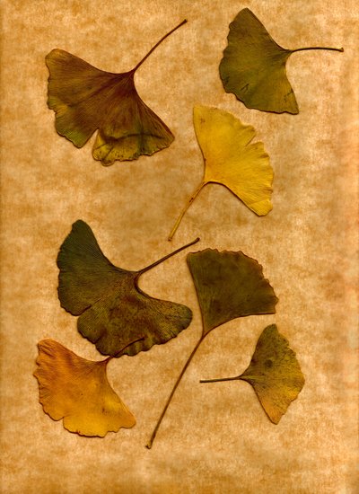  da Antonius Antonius