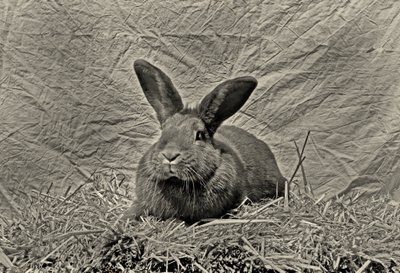  da Antonius Antonius