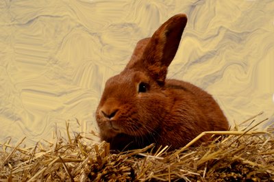  da Antonius Antonius