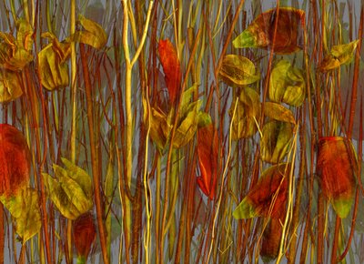  da Antonius Antonius