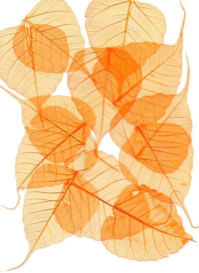  da Antonius Antonius