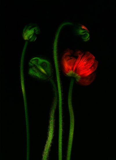  da Antonius Antonius