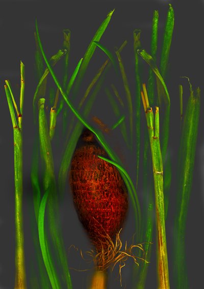  da Antonius Antonius