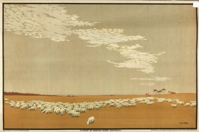 Un gregge di pecore Merino - Australia, dalla serie 