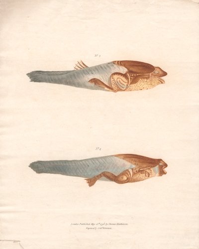 No. 3 e 4 nelle 8 fasi di crescita della Rana del Suriname da Archibald Robertson