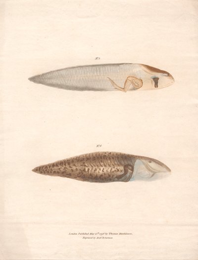 No. 5 e No. 6 nelle 8 fasi di crescita della rana del Suriname da Archibald Robertson