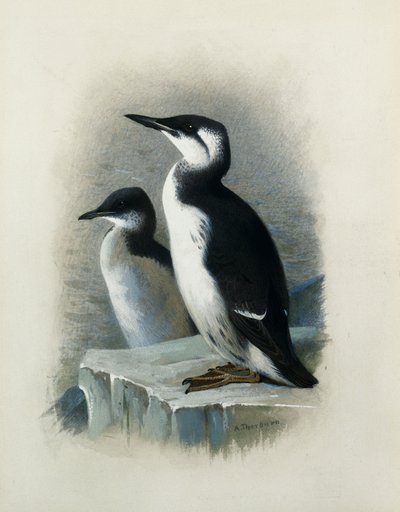 Un Uria di Brünnich da Archibald Thorburn