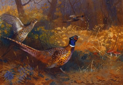 Un Fagiano Maschio e una Fagiana al Margine di un Bosco da Archibald Thorburn