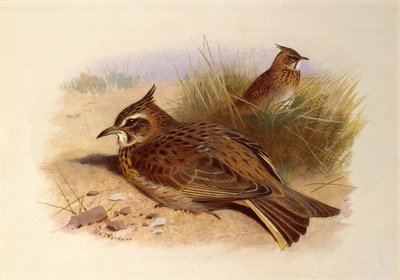 Una cappellaccia, Uccelli britannici da Archibald Thorburn