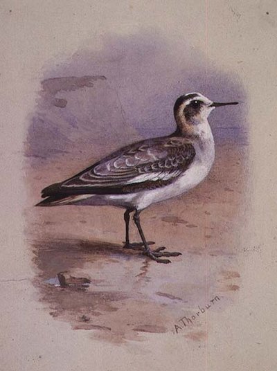 Un phalarope grigio da Archibald Thorburn