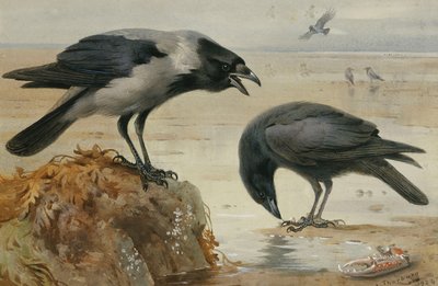 Un Corvo Incappucciato e un Corvo Comune da Archibald Thorburn