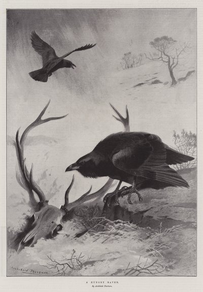 Un Corvo Affamato da Archibald Thorburn