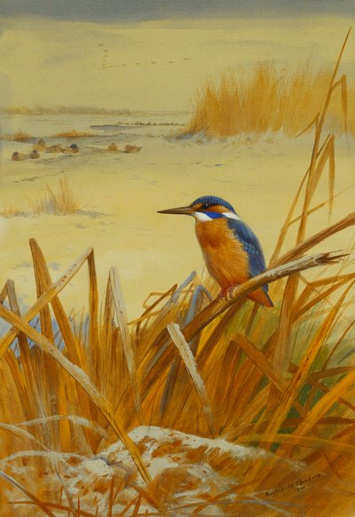Un martin pescatore tra le canne in inverno da Archibald Thorburn