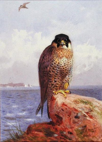 Un falco pellegrino vicino al mare da Archibald Thorburn