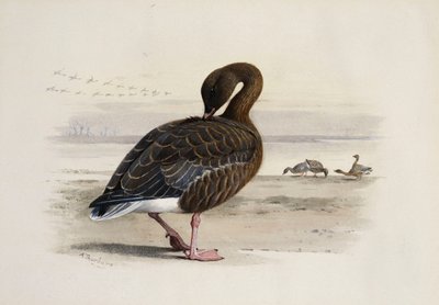 Oca zamperosa da Archibald Thorburn