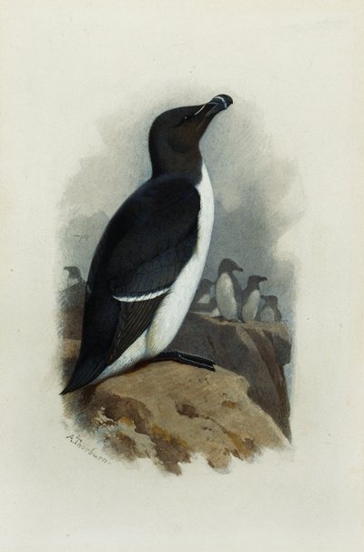 Un uria da Archibald Thorburn