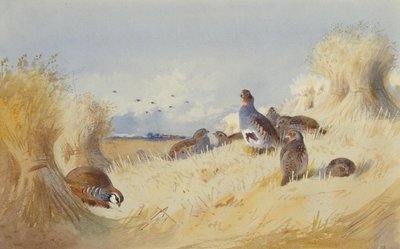 Una Pernice Rossa e un Branco di Pernici Grigie vicino a Covoni di Grano da Archibald Thorburn