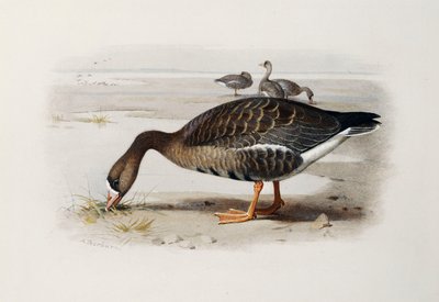 Oca dalla fronte bianca da Archibald Thorburn