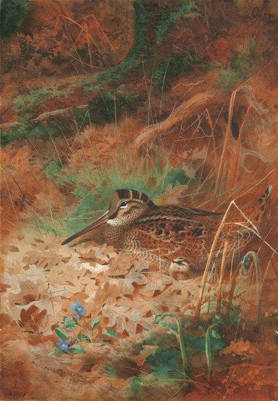 Un Beccaccino e il Suo Pulcino nel Sottobosco da Archibald Thorburn