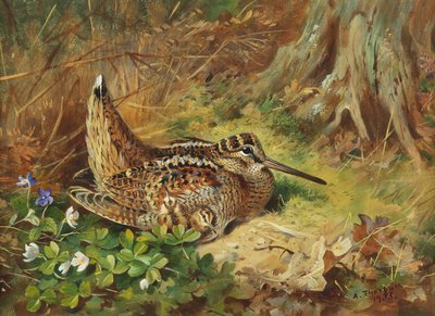 Un Beccaccia e Pulcini da Archibald Thorburn