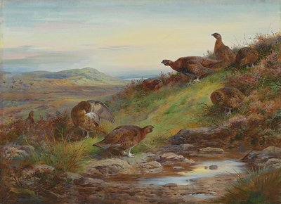Una covata di galli cedroni rossi presso una sorgente da Archibald Thorburn
