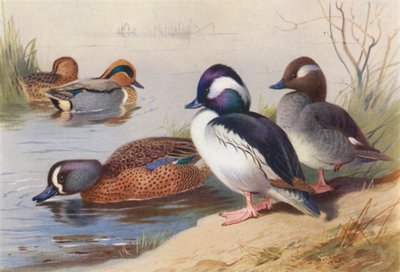 Alzavola americana (maschio e femmina), anatra testa di bufalo (maschio e femmina), alzavola azzurra da Archibald Thorburn