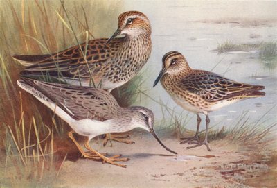 Piro Piro Pettorale Americano, Piro Piro Beccolargo, Piro Piro di Terek da Archibald Thorburn