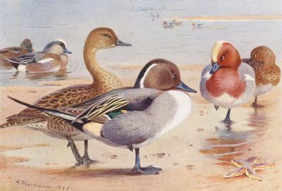 Anatra Americana (maschio e femmina), Codone (maschio e femmina), Anatra (maschio e femmina) da Archibald Thorburn