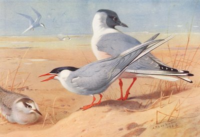 Sterna artica (adulta e giovane), Gabbiano di Bonaparte da Archibald Thorburn