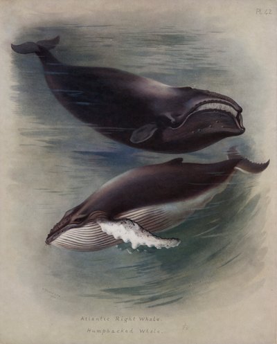 Balena franca atlantica, balena gobba da Archibald Thorburn