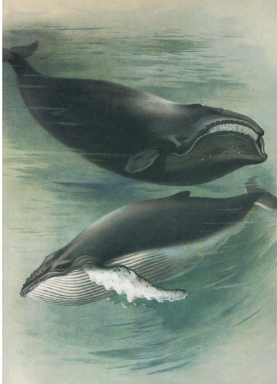 Balena bianca atlantica e balena gobba, da Mammiferi di Thorburn pubblicato da Longmans and Co, c. 1920 da Archibald Thorburn