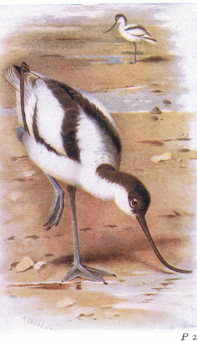 Avocetta, da Uccelli delle isole britanniche e le loro uova pubblicato da Frederick Warne & Co Ltd, 1958 da Archibald Thorburn