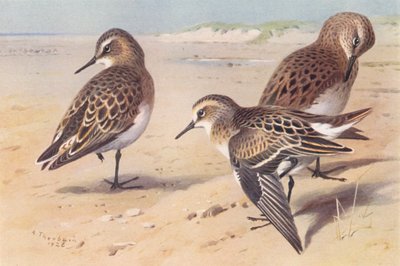 Piro piro di Baird, Piro piro di Bonaparte, Gambecchio comune (giovane, autunno) da Archibald Thorburn