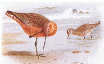 Pivieressa codabianca, da Birds of the British Isles and Their Eggs pubblicato da Frederick Warne & Co Ltd, 1958 da Archibald Thorburn