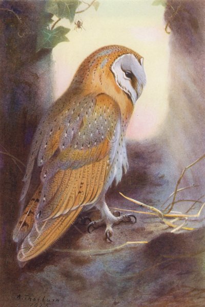Barbagianni da Archibald Thorburn