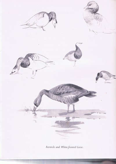 Oche bernacla e oche facciabianca da Archibald Thorburn