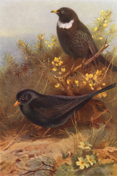 Merlo (maschio e femmina), Merlo dal collare da Archibald Thorburn