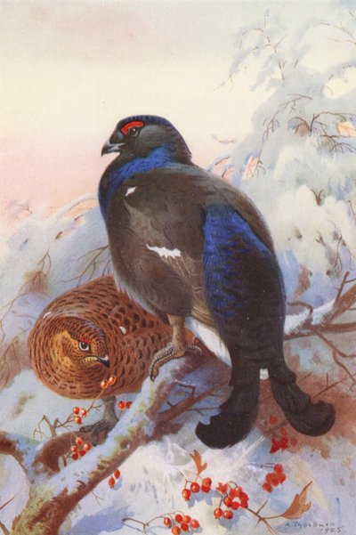 Gallo cedrone (maschio e femmina) da Archibald Thorburn