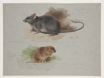 Ratto nero e arvicola di Orkney da Archibald Thorburn